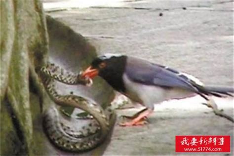 小鳥死了怎麼辦|鳥兒猝死：原因大揭密